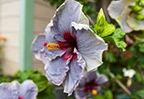 Blue Jean hibiscus